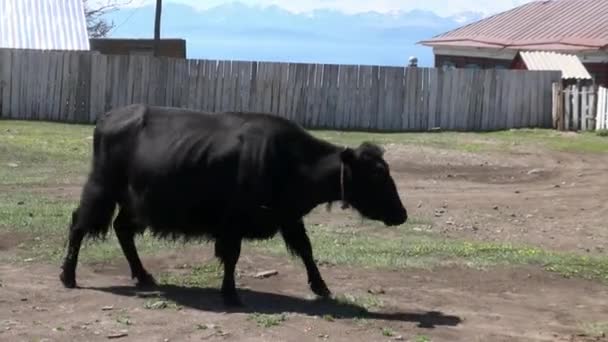 Jeden dlouhosrstý yak kráva tibetský býk sarlyk u dřevěného plotu v Mongolsku. — Stock video