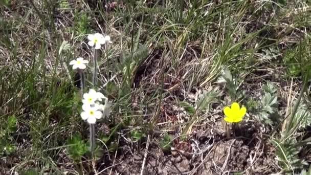 Fleurs dans la steppe sauvage verte de Mongolie. — Video
