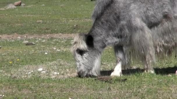 En ung grå långhårig jakko tjur sarlyk grymtande oxe i Mongoliet. — Stockvideo