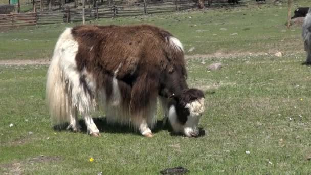 Manada mongola de yaks vacas toros sarlyks gruñendo bueyes animales de granja en el pasto. — Vídeo de stock