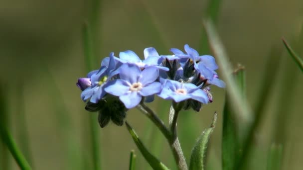 Close-up blue flowers in green wild steppe of Mongolia. — Stock Video