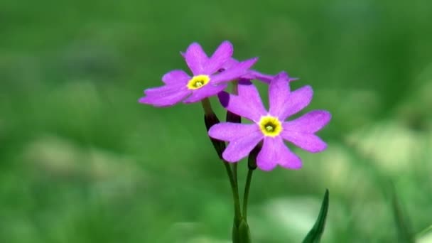 Close-up van paarse bloemen in groene wilde steppe van Mongolië. — Stockvideo