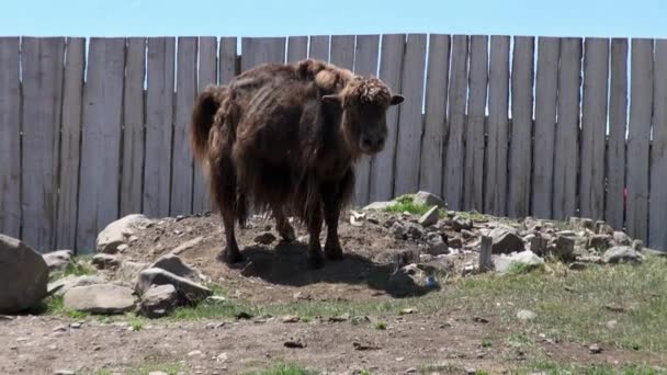 Egy hosszú hajú jaktehén tibeti bika sarlyk közel fa kerítés Mongóliában. — Stock videók