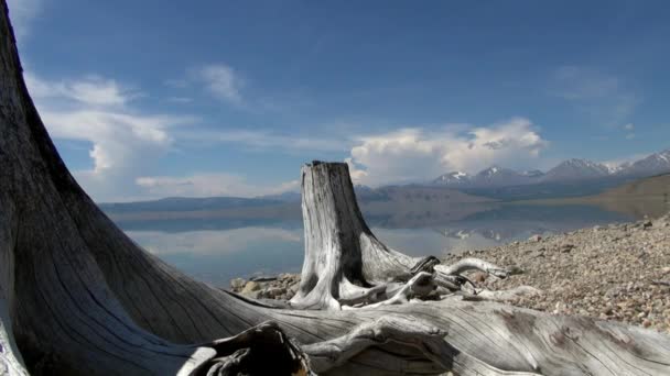 Antiguo enganche de árbol seco y hermoso paisaje de la costa del lago Hubsugul. — Vídeos de Stock