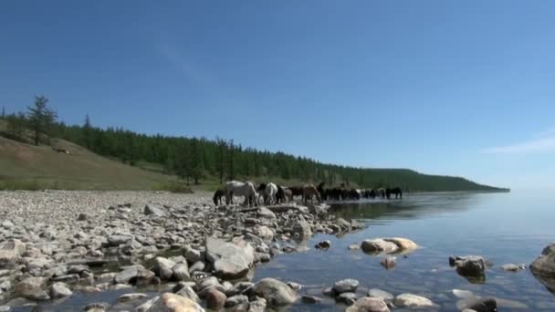 La mandria di cavalli beve l'acqua pura su costa di pietra del Lago Hubsugul. — Video Stock
