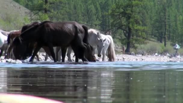 Стадо лошадей пьет чистую воду на каменном берегу озера Хубсугул. — стоковое видео