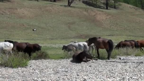 Cavallo caduto sulla schiena e gioca in cavalli gregge nella steppa della Mongolia. — Video Stock