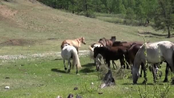 Kawanan kuda di padang rumput Mongolia. — Stok Video