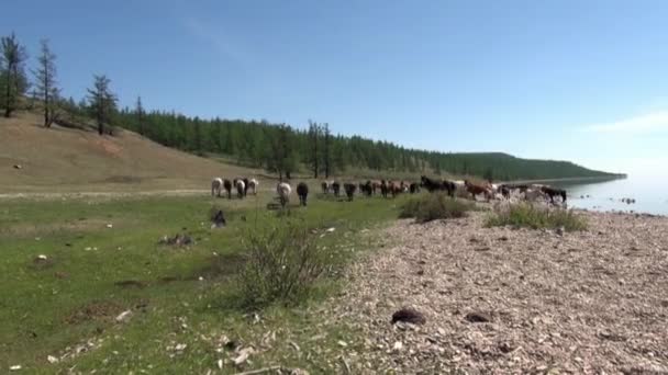 Herd of horses on stone coast of Lake Hubsugul. — Stock Video
