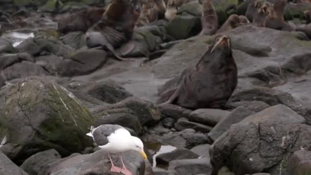 Pescăruș de pasăre pe pietre lângă sigilii cu sunet . — Videoclip de stoc