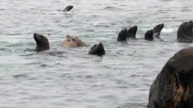 Bir grup kulaklı fok, Okhotsk Denizi 'nin sularına dalıyor..