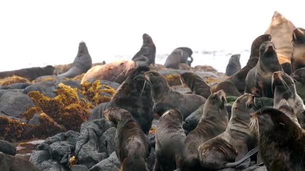 Foca del norte animal. — Vídeos de Stock