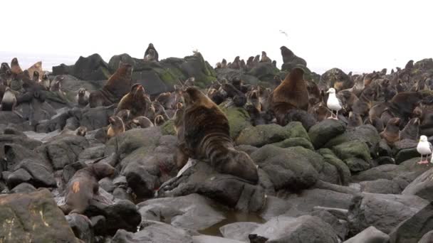 Группа северных тюленей на побережье Охотского моря. — стоковое видео