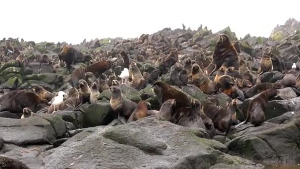 Vídeo com som de grupo de animais de foca de pele do norte perto do Mar de Okhotsk. — Vídeo de Stock