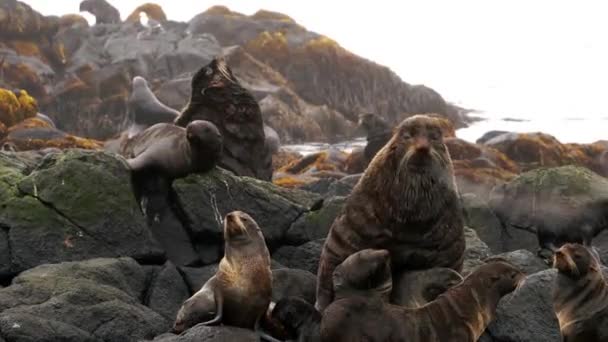 Video con sonido de grupo de foca sobre piedras y rocas a costa del Mar de Okhotsk. — Vídeos de Stock