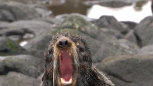 Řev tuleňů se zvukem. — Stock video