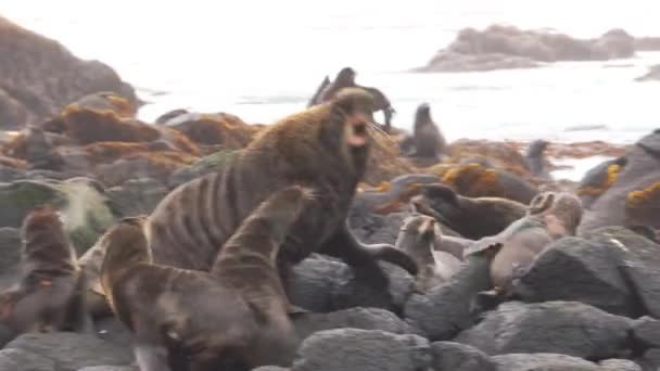 Video mit dem Geräusch einer Robbengruppe auf Steinen und Felsen an der Küste des Ochotskischen Meeres. — Stockvideo