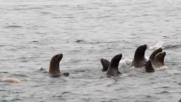 Gruppe von Robbenohren schwimmt im Wasser des Ochotskischen Meeres. — Stockvideo