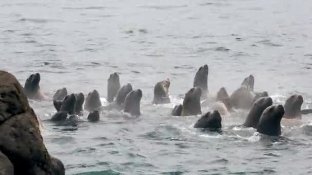 Sekelompok anjing laut bertelinga berenang di air Laut Okhotsk. — Stok Video