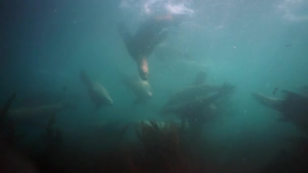 Grupo de Selos subaquáticos do Mar de Okhotsk. — Vídeo de Stock