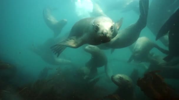 Grupo de focas bajo el agua del Mar de Okhotsk. — Vídeos de Stock