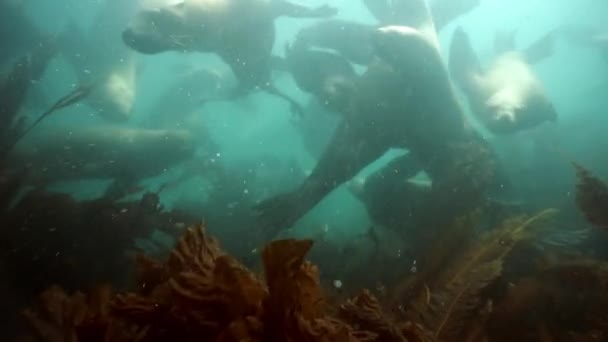Rebanho de focas subaquáticas do Mar de Okhotsk. — Vídeo de Stock