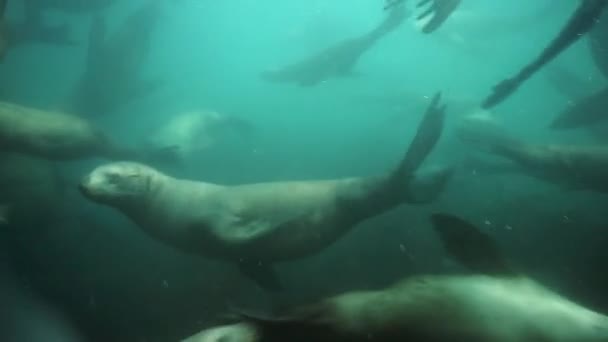 Rebanho de focas subaquáticas do Mar de Okhotsk. — Vídeo de Stock