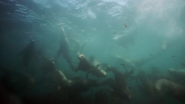 Σφραγίδες υποβρύχιες της θάλασσας του Okhotsk. — Αρχείο Βίντεο