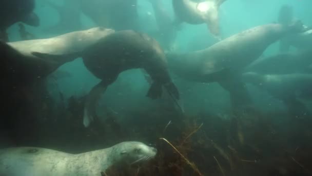Grupo de focas bajo el agua del Mar de Okhotsk. — Vídeos de Stock