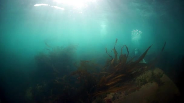 Animais pinípedes focas subaquáticas do Mar de Okhotsk. — Vídeo de Stock