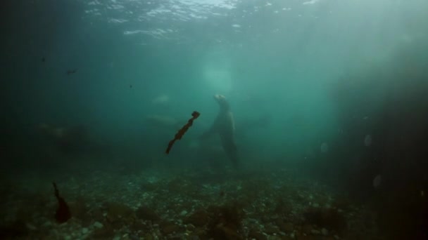 オホーツク海水面下のアザラシの家族. — ストック動画