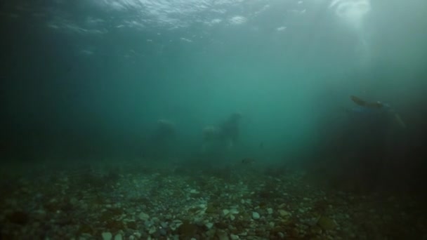 Animales mamíferos lobo marino bajo el agua en aguas fangosas del Mar de Okhotsk. — Vídeos de Stock