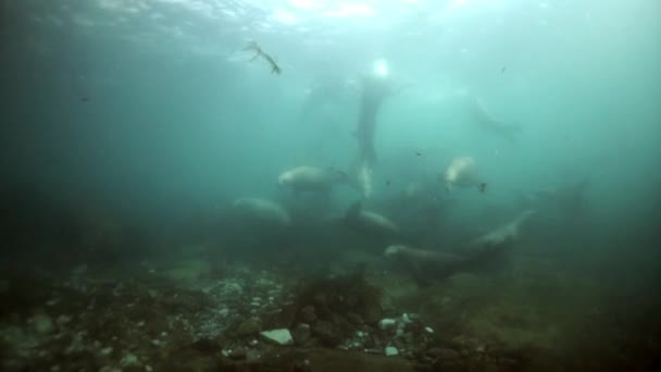 Singa laut utara hewan mamalia bawah air di dasar laut dari Laut Okhotsk. — Stok Video