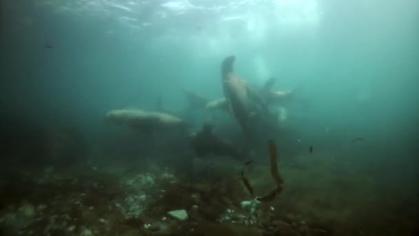 オホーツク海の濁った海に潜る北方ライオン哺乳動物. — ストック動画