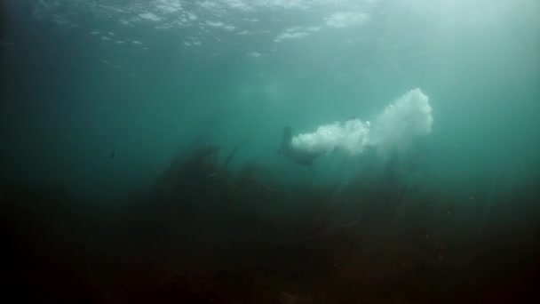 Zeehonden onder water van de Zee van Okhotsk. — Stockvideo