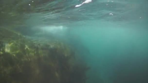 Zeezoogdier van de leeuw onderwater in modderig water van de Zee van Okhotsk. — Stockvideo