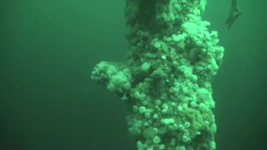 Barents Denizi 'ndeki bir gemi enkazında dalgıç.