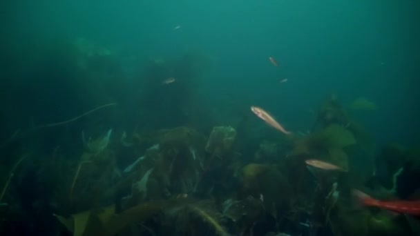 Dykare på vrak i Barents hav — Stockvideo