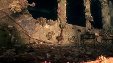 Gemi enkazı Salem Express Mısır 'daki Kızıl Deniz' de suyun altında..