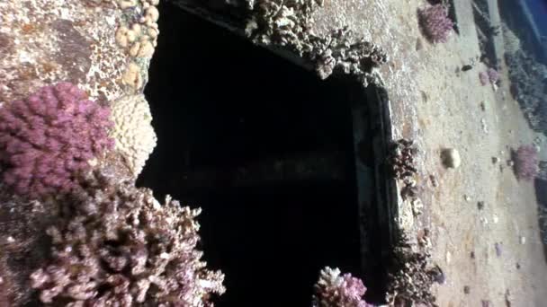 Part of shipwrecks Salem Express underwater in the Red Sea in Egypt. — Stock Video