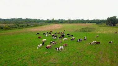 Tarlada otlayan inekler sürüsü