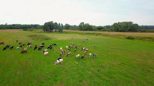 Herd of grazing cows in the field — Stock Video