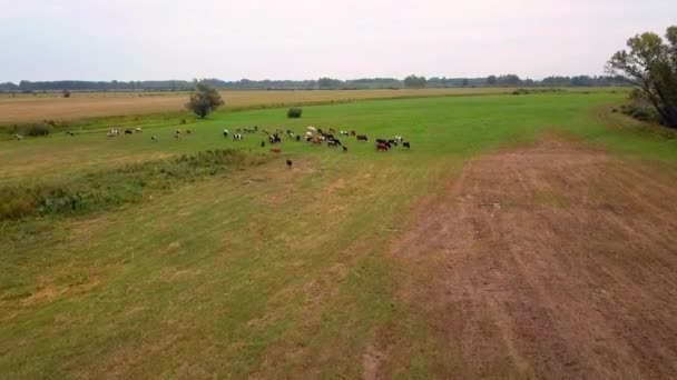 Herd van grazende koeien in het veld — Stockvideo
