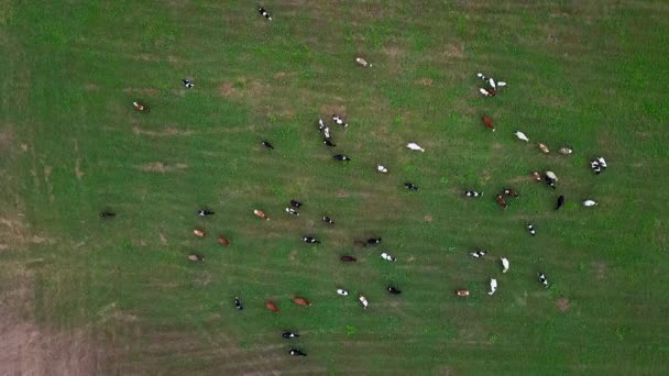 Rebaño de vacas pastando en el campo — Vídeos de Stock