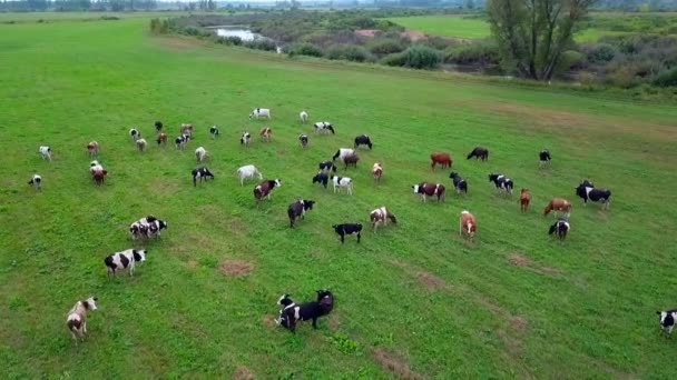 Rebanho de vacas em pastoreio no campo — Vídeo de Stock