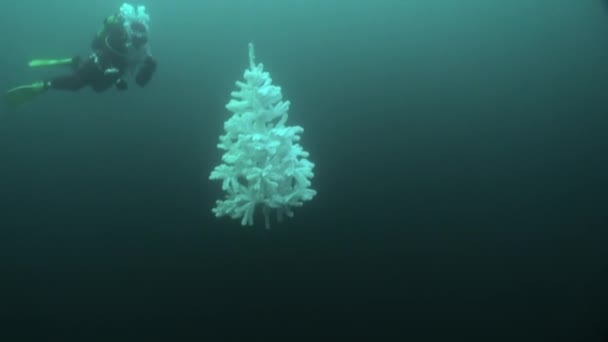 Underwater New Year with Santa Claus near white Christmas tree in Lake Baikal. — Stock Video