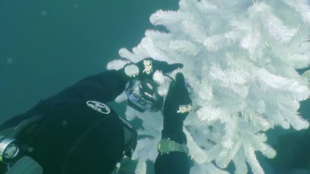 Vacaciones y buceo en Año Nuevo cerca del árbol de Navidad bajo el agua. — Vídeo de stock