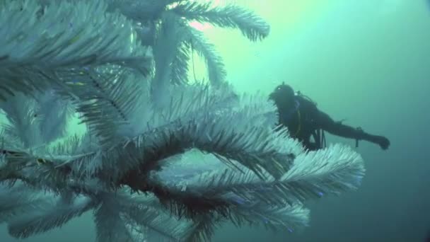 新年假期及潜水活动接近水底圣诞树. — 图库视频影像