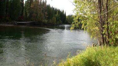 Sibirya Rusya 'nın ıssız taygasında Lena Nehri kıyıları.