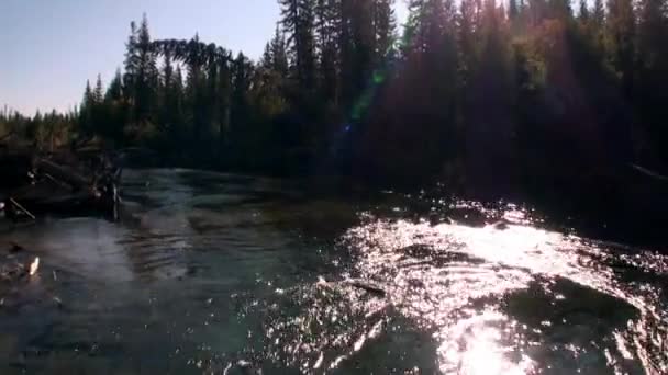 Peligrosos rápidos con aguas transparentes del río Lena en Siberia. — Vídeo de stock